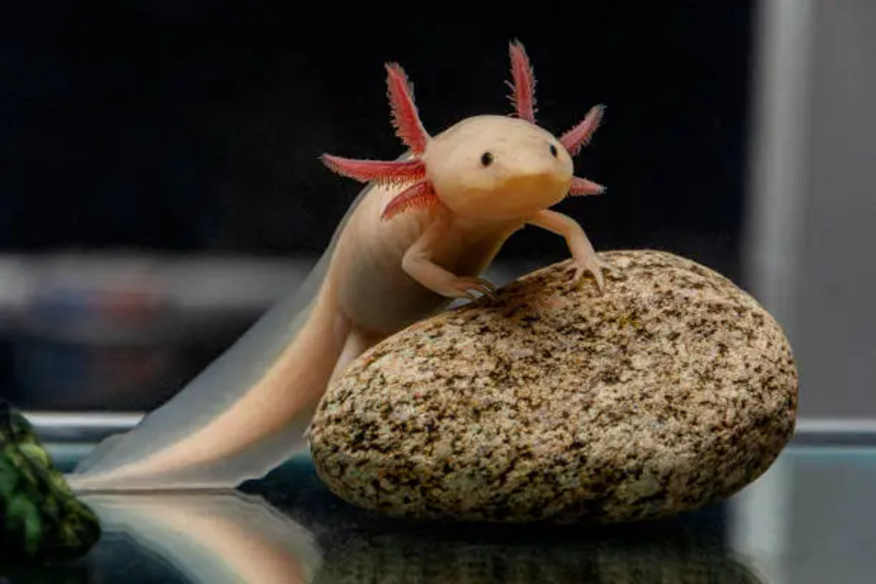 A healthy axolotl in a clean aquarium